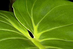 philodendron giganteum thumbnail graphic